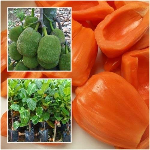 Ramachandra Jackfruit Plants — Jackfruit sapling available at Agro Nursery Garden